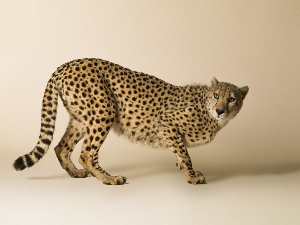 Dominic Marley Cheetah portrait